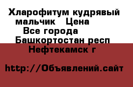 Хларофитум кудрявый мальчик › Цена ­ 30 - Все города  »    . Башкортостан респ.,Нефтекамск г.